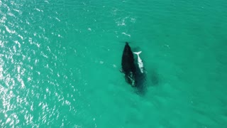 Southern Right Whale with Albino Calf