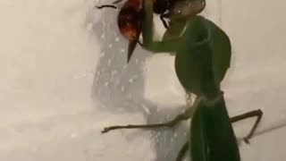 Savage Praying Mantis vs Hornet