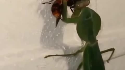Savage Praying Mantis vs Hornet
