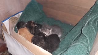 More kittens