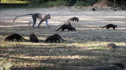Mongoose and Vervet Monkeys feeding and playing together
