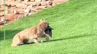 Animal: Bobcat catching a bird