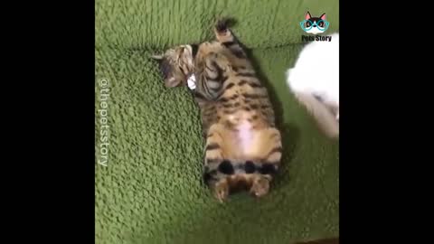 Funniest Cats 😹 Try to not laugh 😂