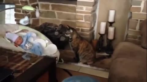 Cats Meeting Babies for the First Time Cute Compilation