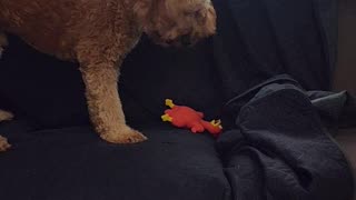 Dog playing with noises chicken