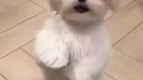 Dancing cut white dog