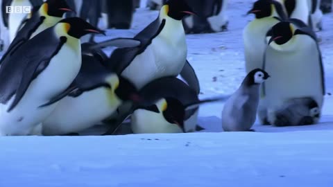 Penguins Kidnapping Other Young Chicks