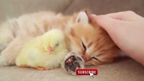 funny cats| kitten playing with yolk