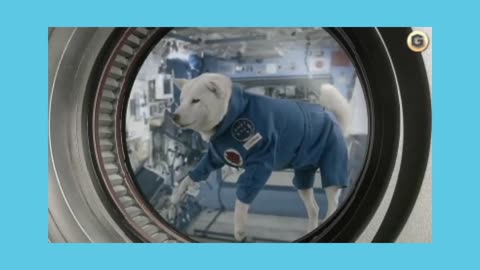 CHatGPt Tells Dogs In Space Jokes