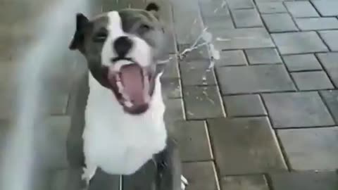 Funny dogs