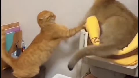 Cats Fight | Crazy Cats | Funny Cats | Cute Cats