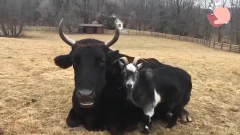 "Adorable Animal Playdate: Unlikely Friendship in Action! 🐾"