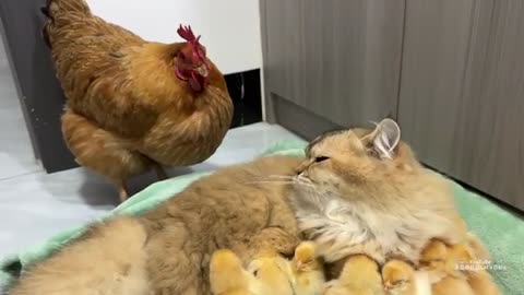 The hen suspects the kitten has stolen the chicks !