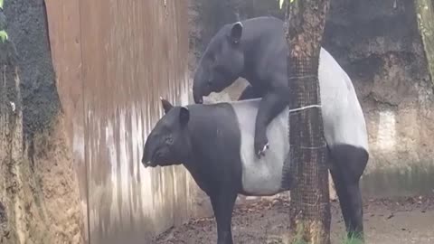 What is the name of this animals both sex doing