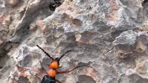 Close up of a single desert blister beetle