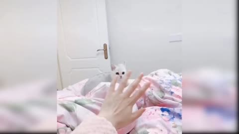 Cute cat(🥰🥰)