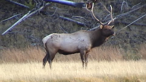 Elk up Close