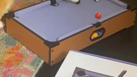 Highly recommend getting your cats mini billiards