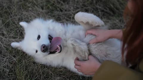 Cuddly dog,happy to get massaged.