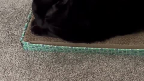 Adopting a Cat from a Shelter Vlog - Cute Precious Piper Sitting on Her Office Tuffet #shorts