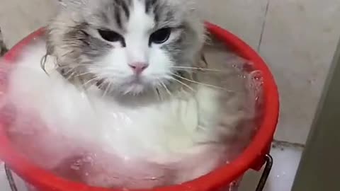 the cuteness of the cat while bathing
