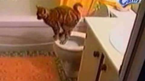 Cat Using A Toilet