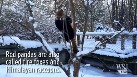 Red Pandas Play in the Snow