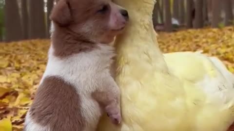 friendship between dogs and geese