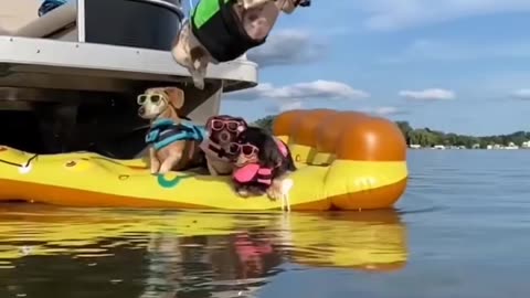 Dog diving in water||dog enjoy