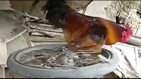 Rooster runs on rubber from bicycle