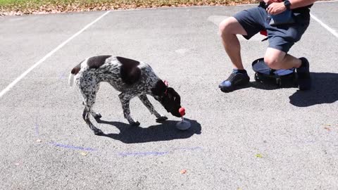 How to Free Shape the "Touch" Command with Your Puppy!