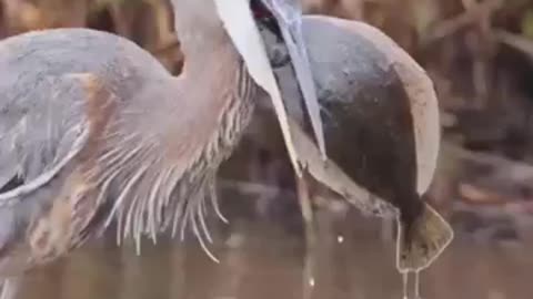 The bird has caught a giant fish_amazing birds fish catching