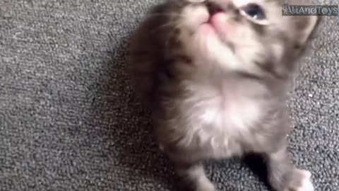 Lagu anak terpopuler Si meong kucing lucu - kittens meowing, Funny cat | kucing mengeong