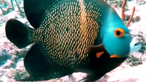 Satisfying Coral Fish ASMR That Makes You Calm Original Satisfying Videos PART - 24