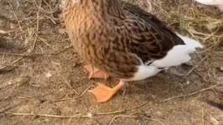 This duck and kitty has got us laughing out loud 😹