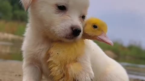 Cat bird 🕊️ friends 🥰😍