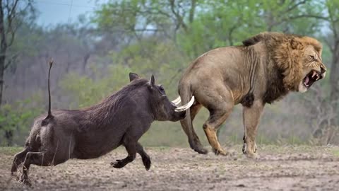 African Wildlife In Action! Warthog Tossing Male Lion To The Air To Save Baby - Tiger vs Porcupine