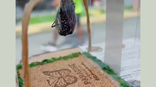 Monarch hatching