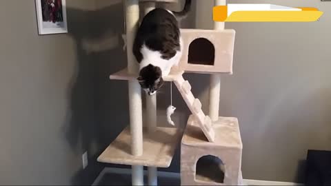 CAT HOUSE (cat famous trend)