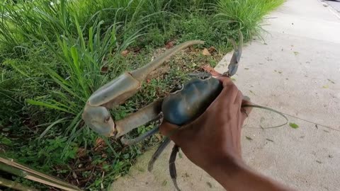 Giant Blue Crab Found Crossing Road