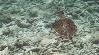 Green Sea Turtle