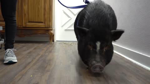 Dramatic Pot Belly Pig at the dog groomers?-1