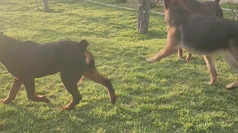 Doberman, Rottweiler, and German Shepherd Prepared for war💯🔥