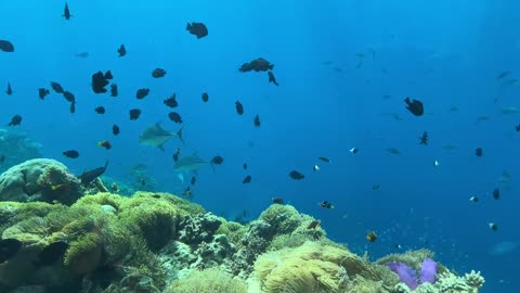 Underwater restaurant in the Maldives | Surreal fine dining experience