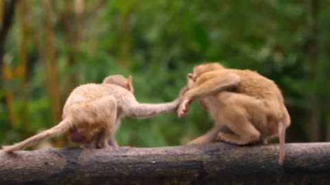 Cute and funny monkey video