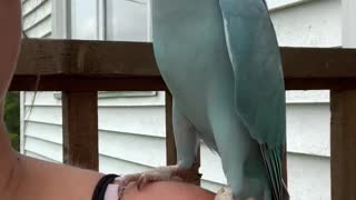 Kiwi the Parrot is a Chatterbox