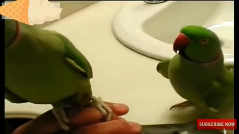 Funny birds videos- Funny Parrot