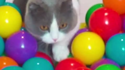 Cats try beat the ball pit course!