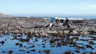 A dead Humpback whale washed up on the rocks next to the Sea Point promenade