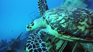 Critically endangered sea turtle cruises over wreck of Russian warship